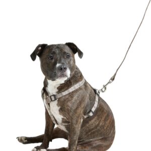 Dog Harness  - Brown large