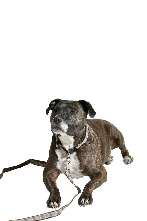 Dog Lead  - Brown lg