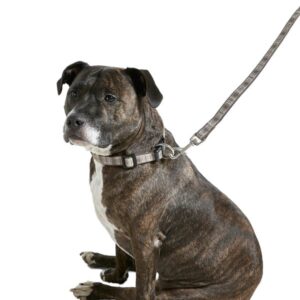 Dog Lead  - Brown lg