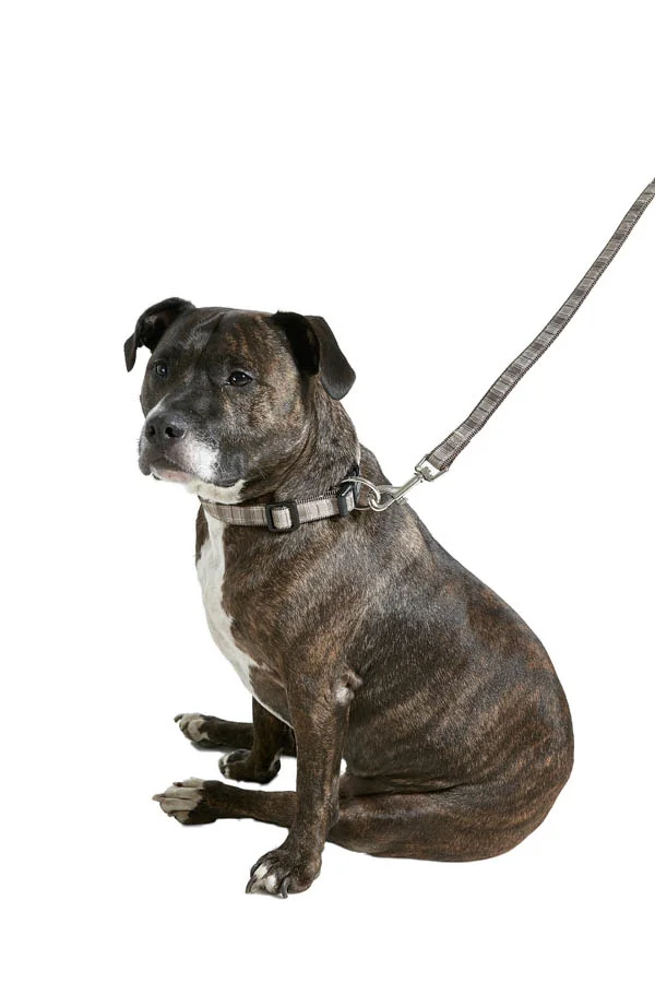 Dog Lead  - Brown lg