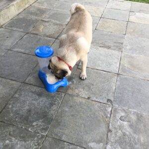 Seat-Style Drinking Trough - Blue