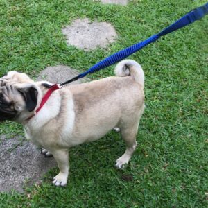 Pet Leash  - Blue 270