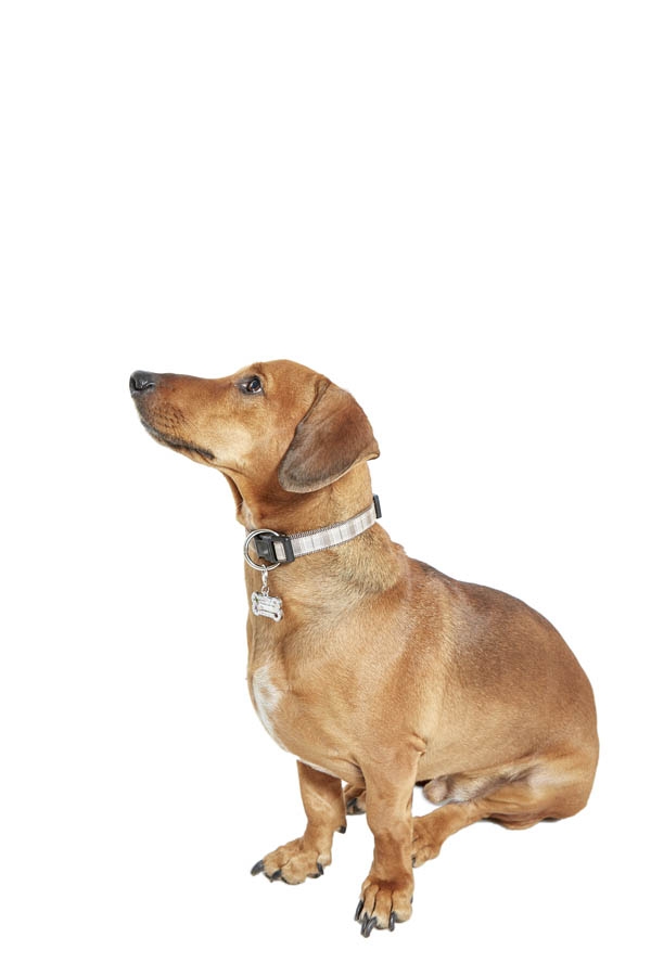 Dog Charm (ID Tag) - White, on a Silver Frame